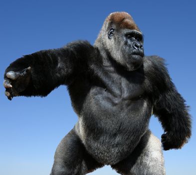 comic close-up image of gorilla - isolated on blue background