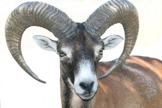 mouflon close-up isolated over white background