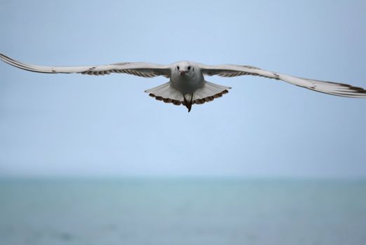 As a magical seagull, flap your wings and fly