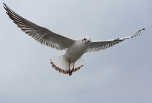 As a magical seagull, flap your wings and fly