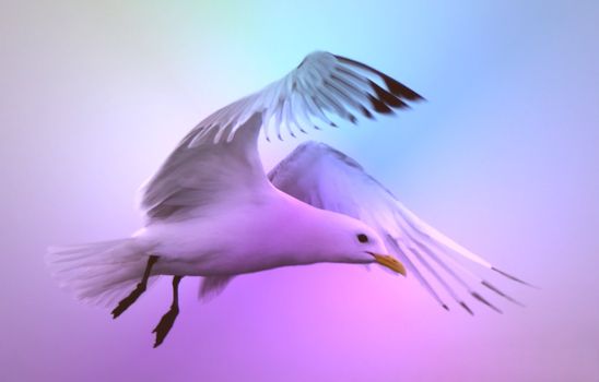 beautiful seagull flying