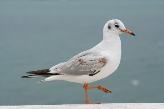 As a magical seagull, flap your wings and fly