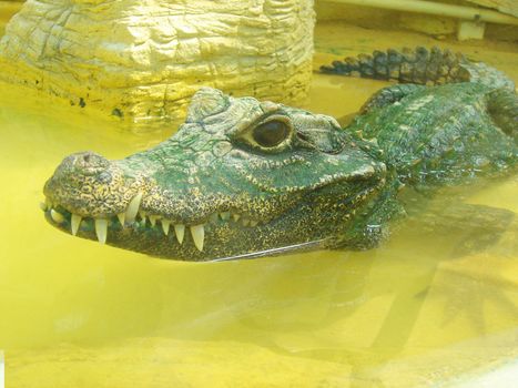 alligator into the river - prehistoric predator animal 