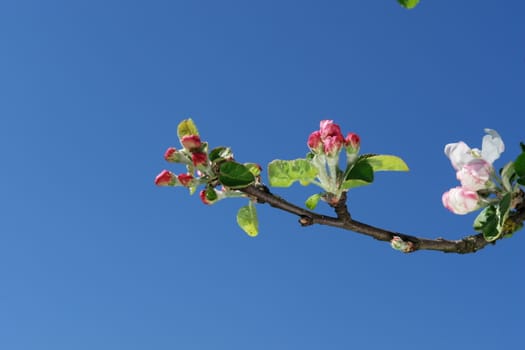 apple blossoms against blue sky on a sunny day