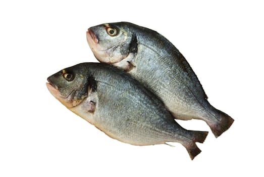 Two raw denis( sea bream) fishes  isolated on white  background