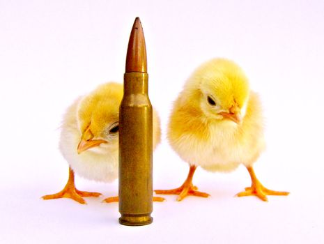 Two chicks (born two days before the photo was taken) and a bullet cartridge. I don't know the scientific name of these specie of chickens, but in my country (Portugal), people call them "Galinhas-da-Índia" or "Garnizés".