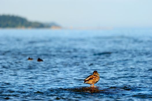 Northern mallard duck on top a boulder in the sea