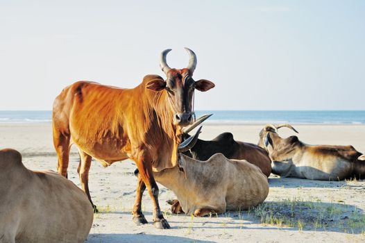 Indian sacred cows on the beach. Goa
