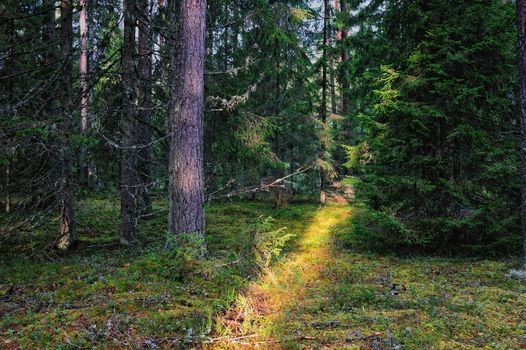 Narrow path between the pines in the coniferous forest