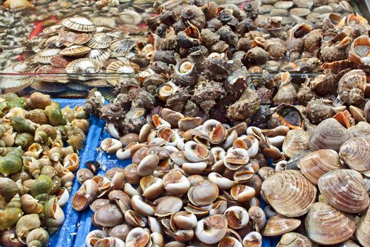 Fresh assorted shells at wholesale seafood market