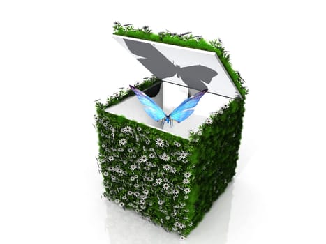 the butterfly in a green box