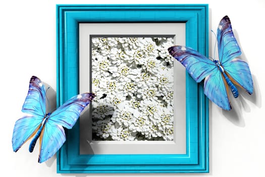 the beautiful butterfly on a frame