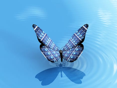 the beautiful butterfly on the water
