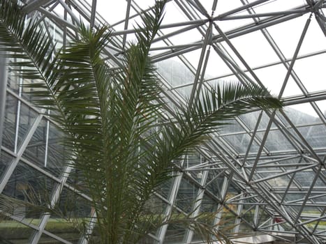 the palm tree in the greenhouse