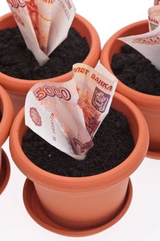 business series: growing money in the flowerpot