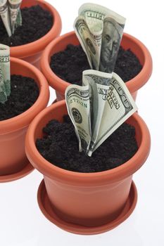 business series: growing money in the  flowerpot