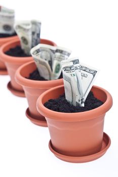 business series: growing money in the  flowerpot