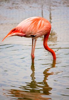 Flamingo bent her head into  water. Picture was taken at  zoo.