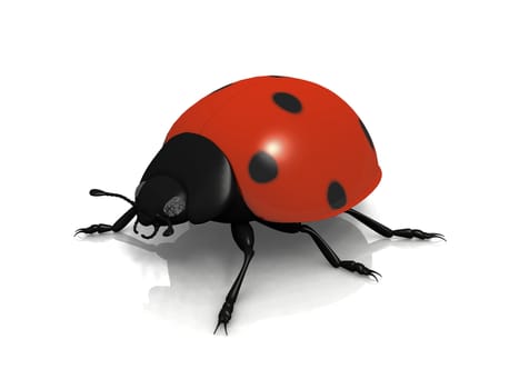the  ladybug on white background