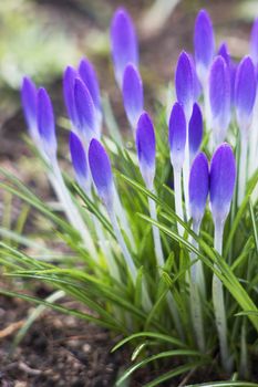 lot of purple crocus flowers in spring