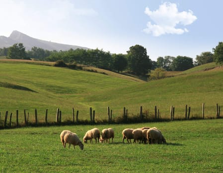 sheep herd in a green country field