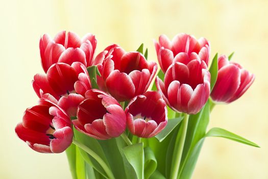 bouquet of fresh tulips