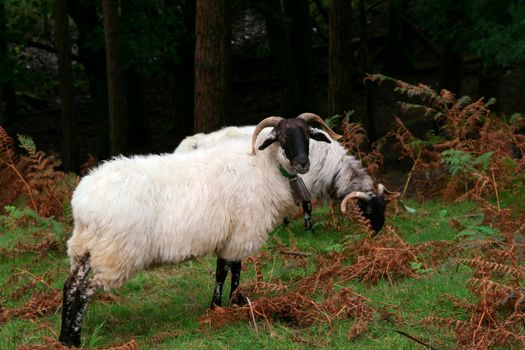 two white mountain goats eating grass in nature