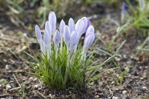 lot of purple crocus flowers in spring