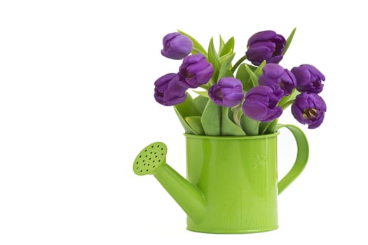 bunch of violet tulips