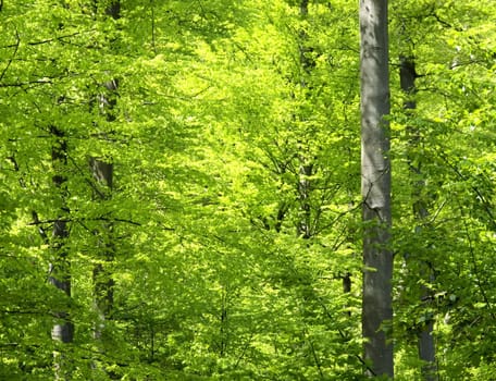 trees  in a forest in spring