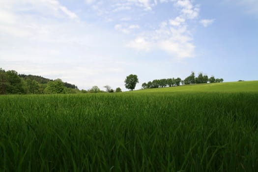 green fields under the blue sky