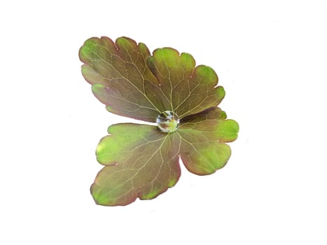 leaf  butterfly-shaped on white background