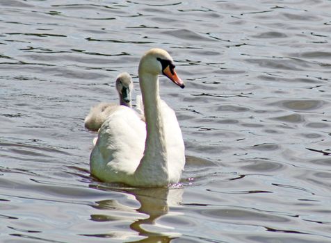 swan and baby on a lake