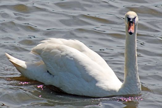 swan on the lake