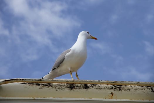 herring gull on a boat deck