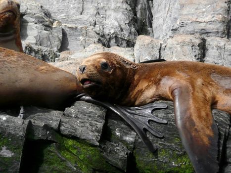 Sea lions in Patagonia