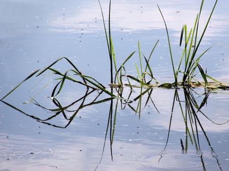 the grass and reflection in the water