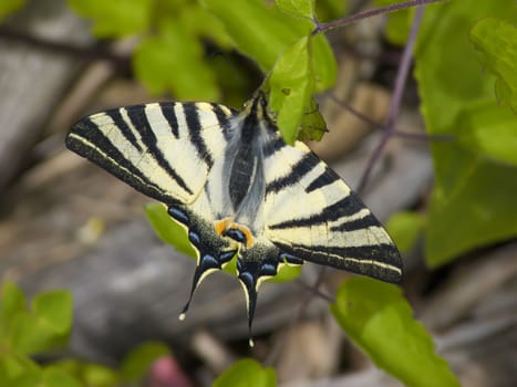 the beautiful butterfly with wings