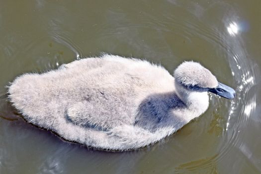 a baby swan on lake