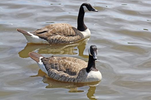 2 ducks on lake