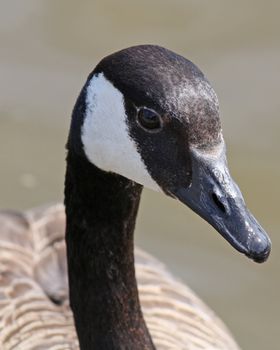 close up of a duck on lake