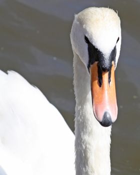a close up of a swan on lake