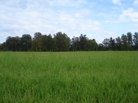 green wheat field