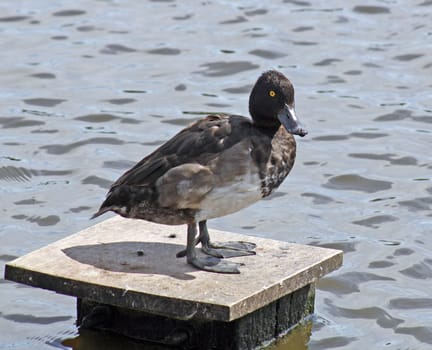 a duck standing on platform