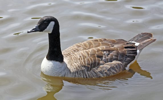 a duck on the lake