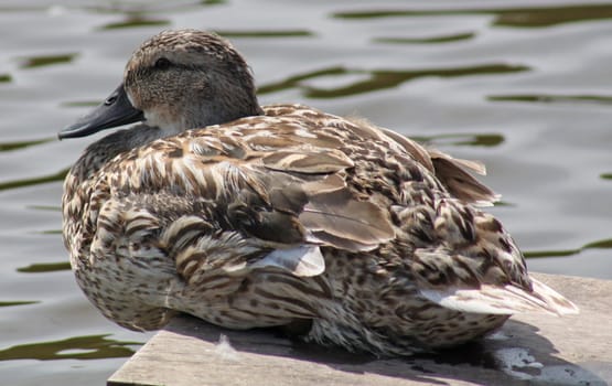 a duck sitting on platform