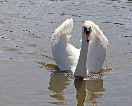 swan on lake