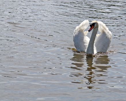 swan on lake