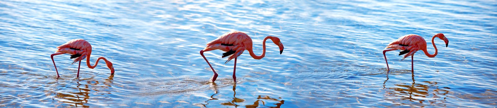 Caribbean flamingos at the flamingo sanctuary on Bonaire