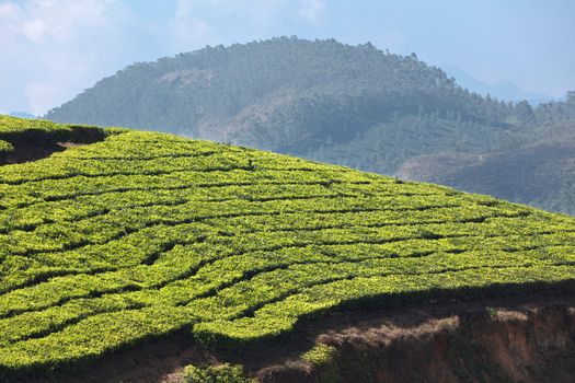 Tea plantations. Munnar, Kerala, India
